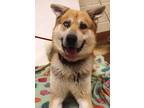 Adopt 84519 Sasquatch a Black German Shepherd Dog / Mixed dog in Spanish Fork