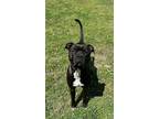 Adopt Chapo a Black Mixed Breed (Medium) / Mixed dog in New Bern, NC (41352889)