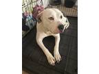 Adopt Avee a White - with Gray or Silver American Pit Bull Terrier / Mixed dog