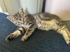 Adopt Buttercup a Domestic Shorthair / Mixed (short coat) cat in POMONA