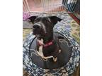 Adopt Selah a Black - with White Pit Bull Terrier / Mixed dog in Silverton