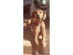 Adopt Bonnie a Tan/Yellow/Fawn Rhodesian Ridgeback / Mixed dog in Austin
