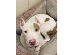 Adopt Gizmo a White American Pit Bull Terrier / Mixed dog in Gulfport