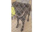 Adopt Gloria a Black Mixed Breed (Large) / Mixed dog in Hamilton, OH (41365923)