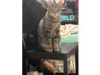 Adopt Princess a Brown Tabby Domestic Shorthair / Mixed (short coat) cat in