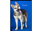 Adopt EMBER a Black German Shepherd Dog / Mixed dog in Port Allen, LA (41230541)
