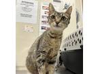 Adopt Flower a Brown Tabby Domestic Shorthair / Mixed Breed (Medium) / Mixed