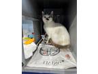 Adopt ARIZONA a Cream or Ivory Domestic Shorthair / Domestic Shorthair / Mixed