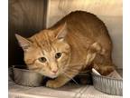 Adopt Kevin (working cat) a Orange or Red Domestic Shorthair / Domestic