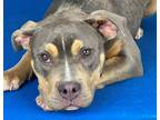 Adopt Secret a Gray/Blue/Silver/Salt & Pepper American Pit Bull Terrier / Mixed