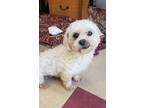 Adopt Dawn a White Bichon Frise / Poodle (Miniature) / Mixed (long coat) dog in