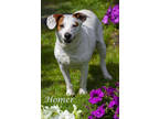Adopt Homer (D24-029) a White Jack Russell Terrier / Mixed Breed (Medium) /