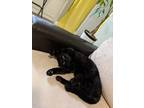 Adopt Daisy a Black (Mostly) Domestic Shorthair / Mixed (short coat) cat in West