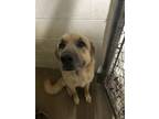 Adopt Gus a Tan/Yellow/Fawn Anatolian Shepherd / Mixed dog in Bartlesville