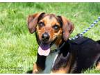 Adopt Pluto a Hound (Unknown Type) / Mixed dog in Shorewood, IL (37572318)