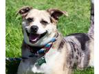 Adopt Indie a Australian Shepherd / Australian Cattle Dog / Mixed dog in