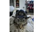 Adopt Rospo a Tiger Striped Domestic Mediumhair / Mixed (medium coat) cat in New