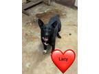 Adopt Lacy a Black Mixed Breed (Medium) / Mixed dog in Mexia, TX (41365423)