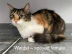 Adopt Wabbit a Calico or Dilute Calico Domestic Mediumhair (medium coat) cat in