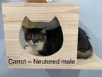 Adopt Carrot a Tan or Fawn (Mostly) Domestic Mediumhair (medium coat) cat in