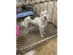 Adopt King a White - with Gray or Silver American Pit Bull Terrier / Mixed dog