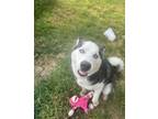 Adopt Roscoe a Black - with White Husky / Mixed dog in Elk City, OK (41365396)