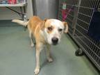 Adopt Jean Claude a Labrador Retriever / Mixed dog in Raleigh, NC (41365392)