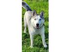 Adopt Margo a White Husky / Mixed dog in Clarkston, MI (41354401)