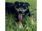 Adopt Holly a Black - with Brown, Red, Golden, Orange or Chestnut Shepherd
