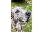 Adopt Maggie Tupelo a Great Dane / Mixed dog in Bullard, TX (40073664)