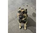 Adopt Sheriff a Black - with Tan, Yellow or Fawn German Shepherd Dog / Mixed dog