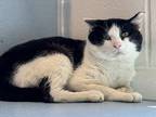 Adopt 8 Ball a Domestic Shorthair / Mixed cat in Burlington, KY (41356451)