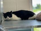 Adopt Nuck Nuck a Domestic Shorthair / Mixed cat in Burlington, KY (41354595)
