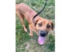 Adopt Farrah a Brindle Hound (Unknown Type) / Mixed Breed (Medium) / Mixed