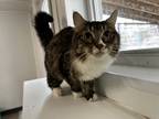 Adopt Catalina a Brown or Chocolate Domestic Longhair / Domestic Shorthair /