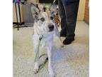 Adopt Cooper a Merle Australian Cattle Dog / Terrier (Unknown Type