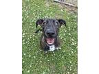 Adopt April a Brindle Mountain Cur / Mixed dog in Gulfport, MS (41365251)