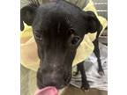 Adopt Dalton a Black American Pit Bull Terrier / Mixed dog in Gulfport