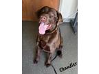 Adopt Chandler a Brown/Chocolate Labrador Retriever / Mixed Breed (Medium) /