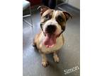 Adopt Simon a Tan/Yellow/Fawn American Staffordshire Terrier / Mixed Breed