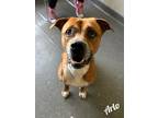 Adopt Arlo a Red/Golden/Orange/Chestnut American Pit Bull Terrier / Mixed dog in