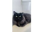 Adopt Bagel a All Black Domestic Longhair / Domestic Shorthair / Mixed cat in