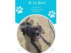 Adopt Bear a Brown/Chocolate Mastiff / Mixed dog in Savannah, GA (41365239)