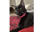 Adopt Mochi a Black (Mostly) American Shorthair / Mixed (short coat) cat in New