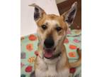 Adopt 84520 Sasha a Tan/Yellow/Fawn German Shepherd Dog / Mixed dog in Spanish