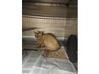 Adopt 55842661 a Orange or Red Domestic Shorthair / Domestic Shorthair / Mixed