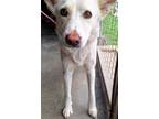 Adopt Luna a White German Shepherd Dog / Mixed dog in Fort Worth, TX (41226754)