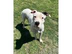 Adopt Bella a White Mixed Breed (Large) / Mixed dog in New Bern, NC (41352888)