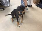 Adopt Pascal a Black Rottweiler / Mixed dog in Fort Worth, TX (41365177)