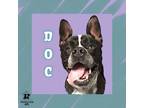 Adopt Doc a Black Mixed Breed (Medium) / Mixed dog in Ashtabula, OH (40771637)